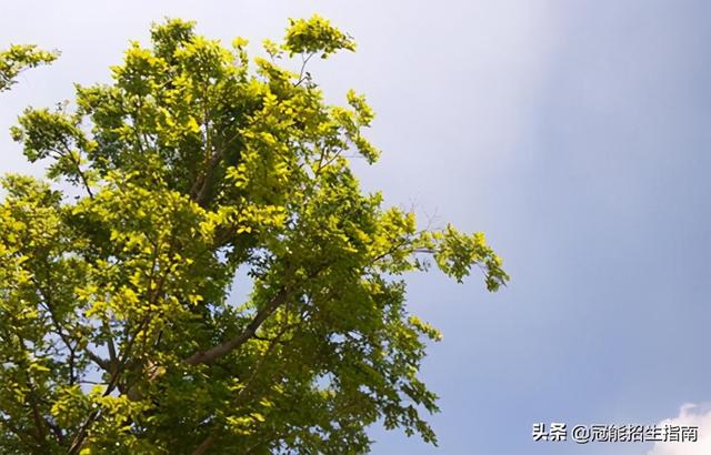 成都航空職業(yè)學校好就業(yè)嗎(成都航空職業(yè)學校網站)